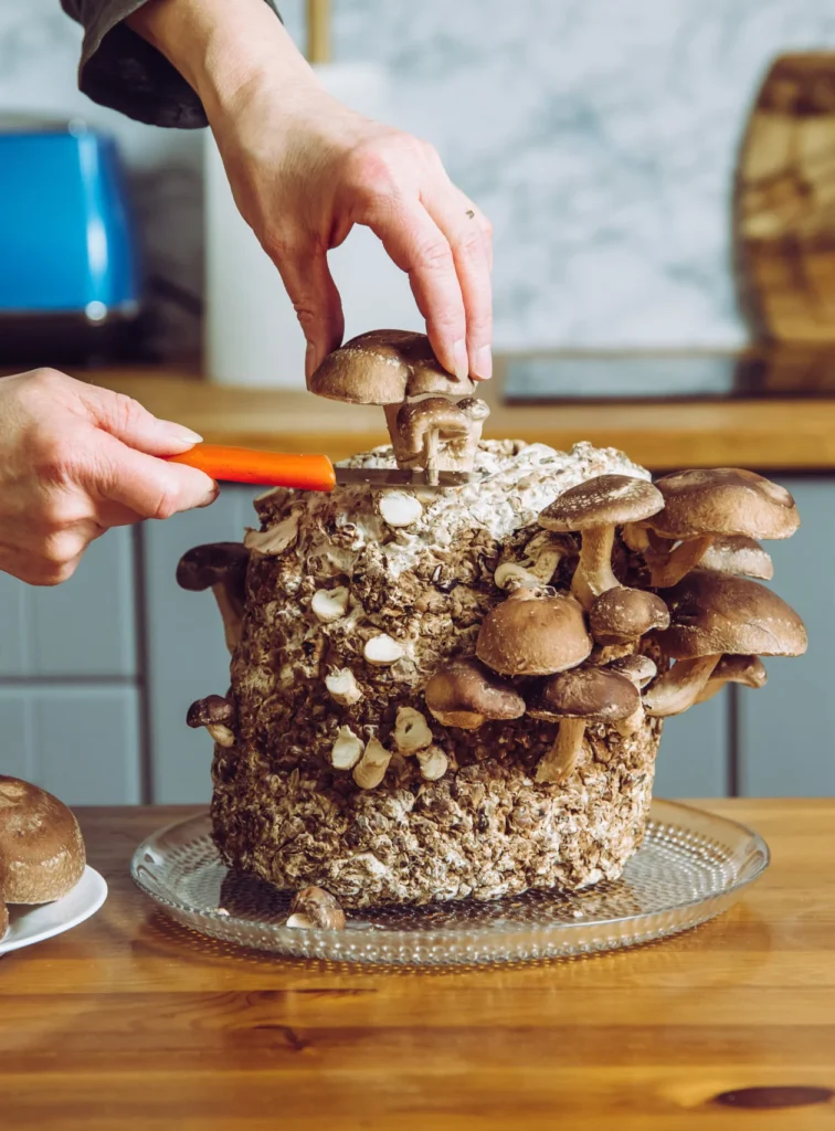 Coltivazione di funghi in casa